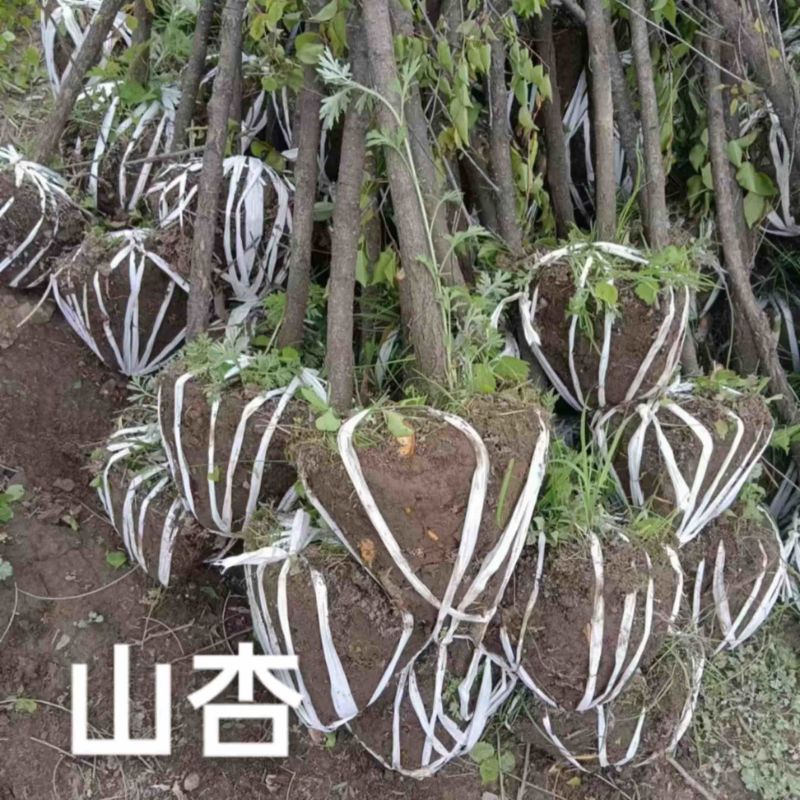 甘肃产地供货山杏苗大量有货对接园林绿化价格优惠