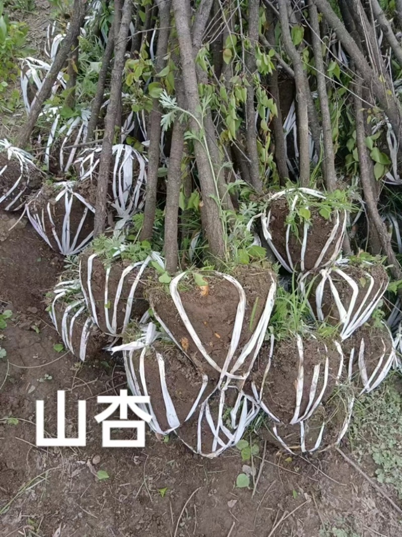 甘肃产地供货山杏苗大量有货对接园林绿化价格优惠