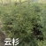 甘肃精品云杉各种规格齐全品质保证对接绿化