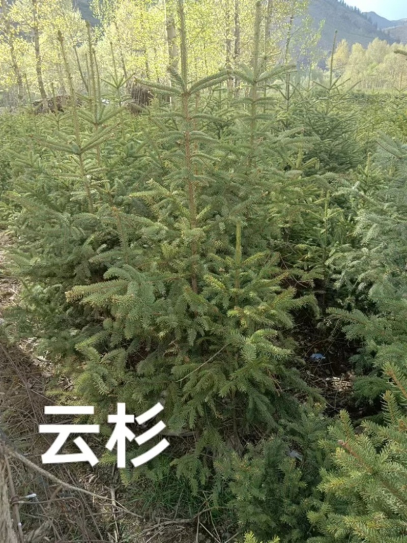 甘肃精品云杉各种规格齐全品质保证对接绿化