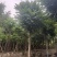 麻楝15～20公分基地直发规格齐全质量优质