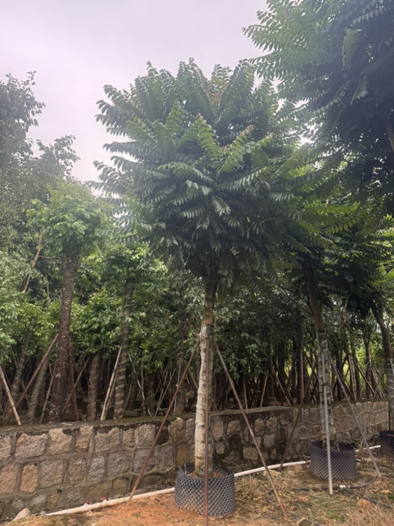 麻楝15～20公分基地直发规格齐全质量优质