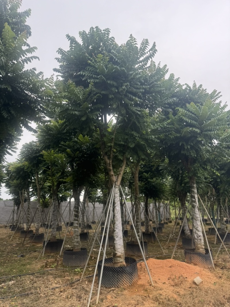 麻楝15～20公分基地直发规格齐全质量优质