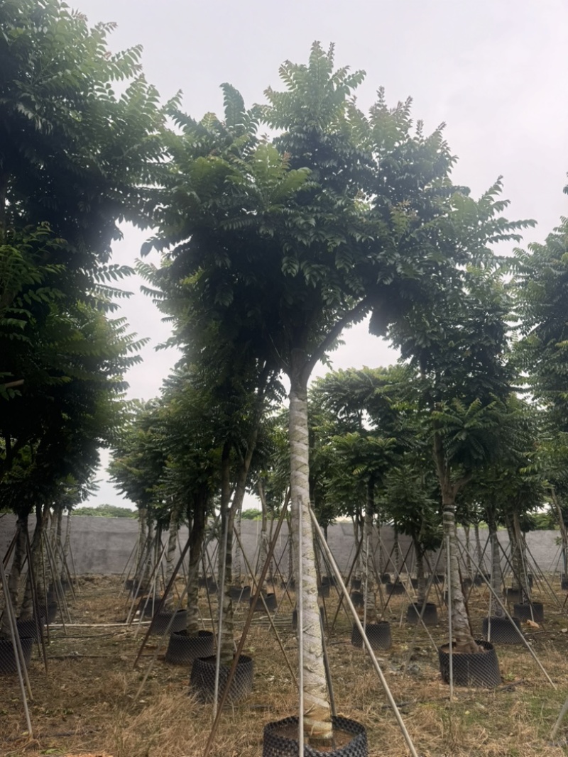 麻楝15～20公分基地直发规格齐全质量优质