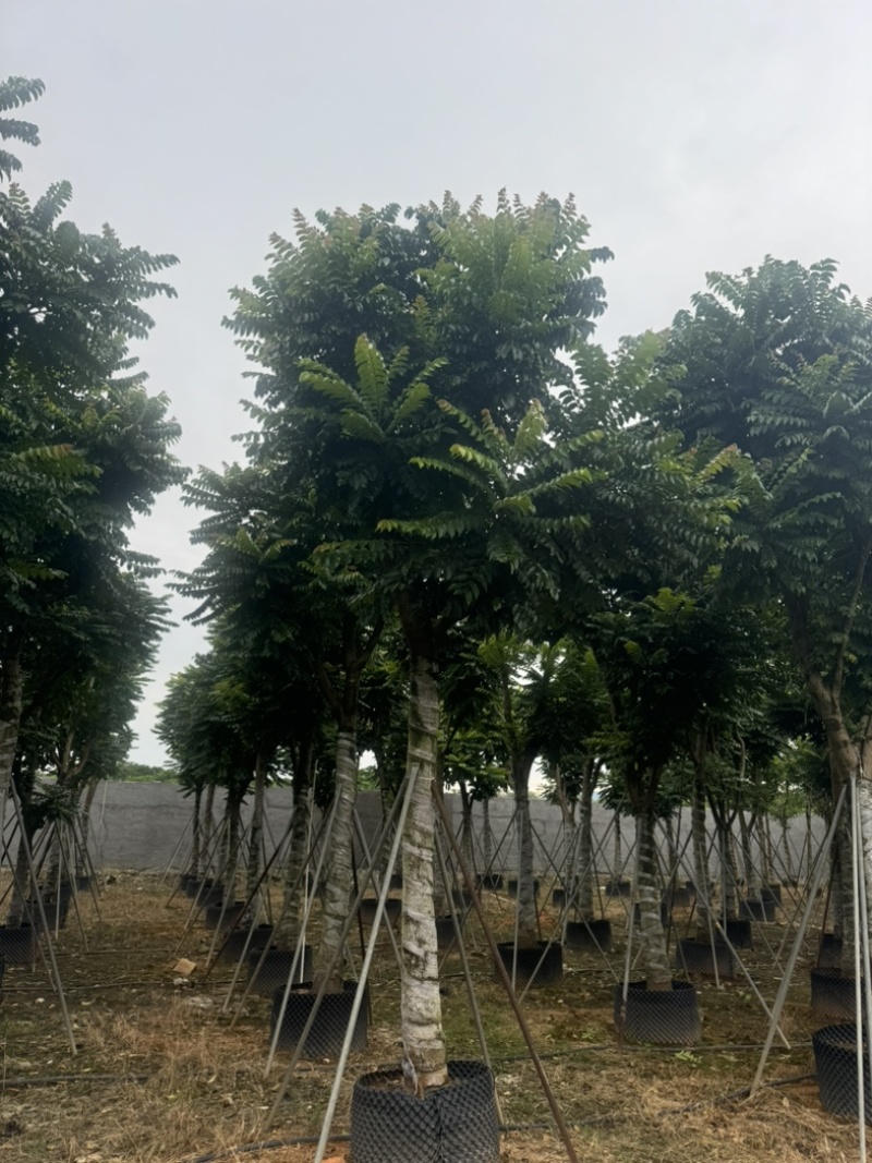 麻楝15～20公分基地直发规格齐全质量优质