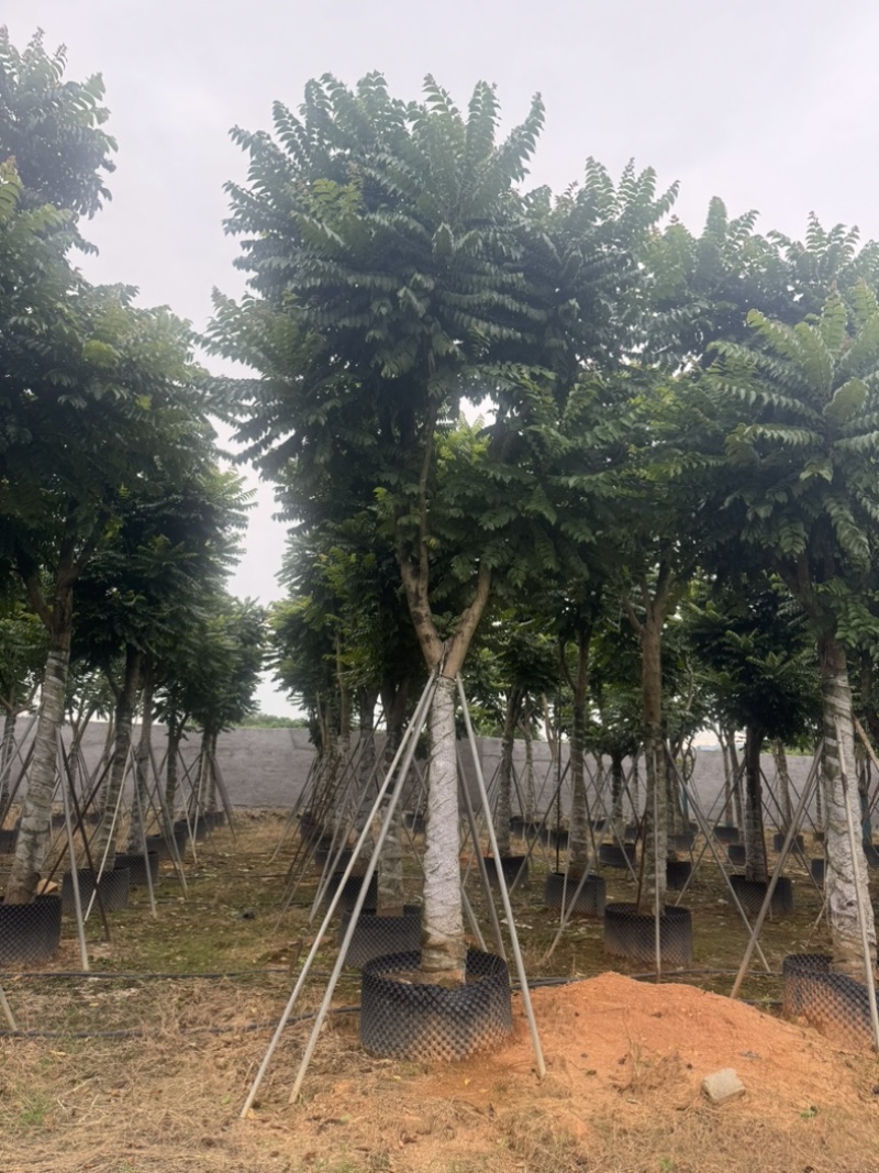 麻楝15～20公分基地直发规格齐全质量优质