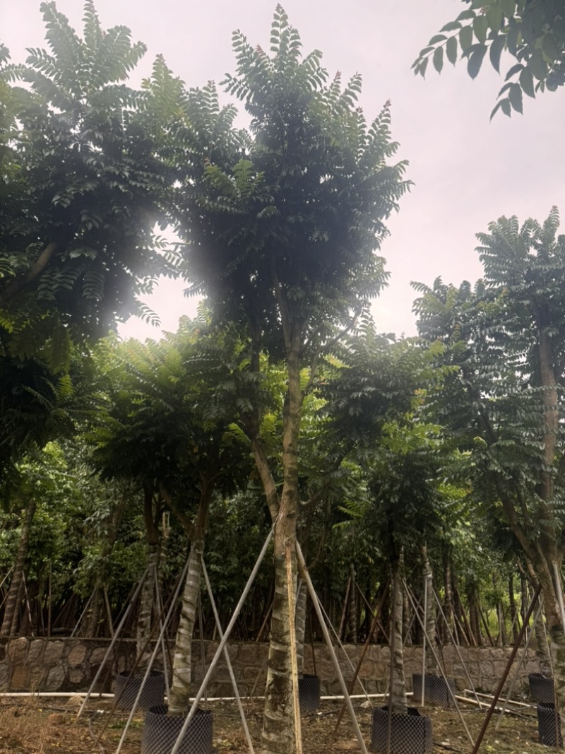 麻楝15～20公分基地直发规格齐全质量优质