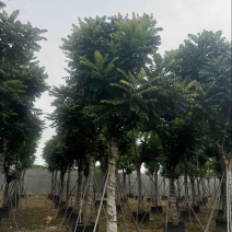麻楝15～20公分基地直发规格齐全质量优质