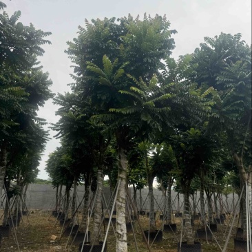 麻楝15～20公分基地直发规格齐全质量优质