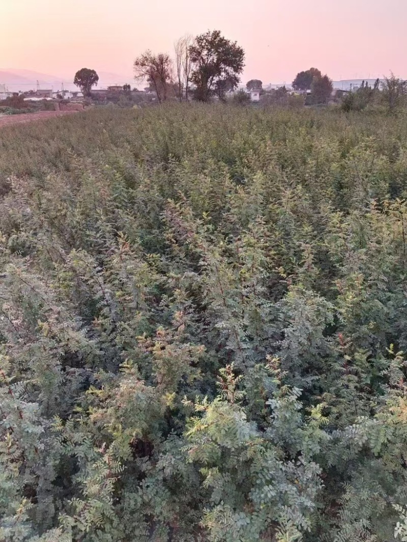 黄刺枚自己苗圃一手货源可长期供货价格优惠