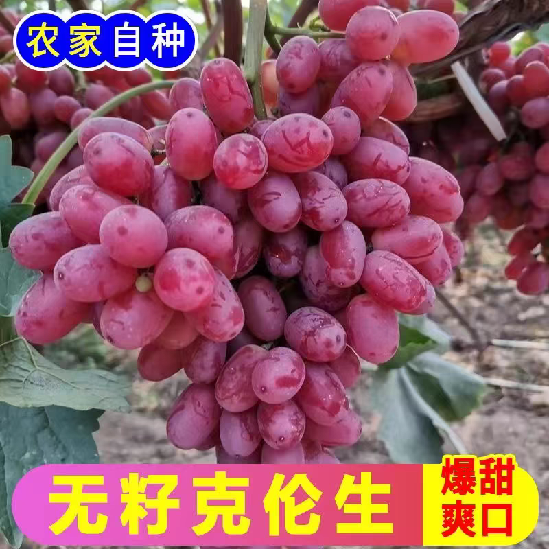 山西红提/克伦生葡萄/运城葡萄/产地批发/欢迎来电