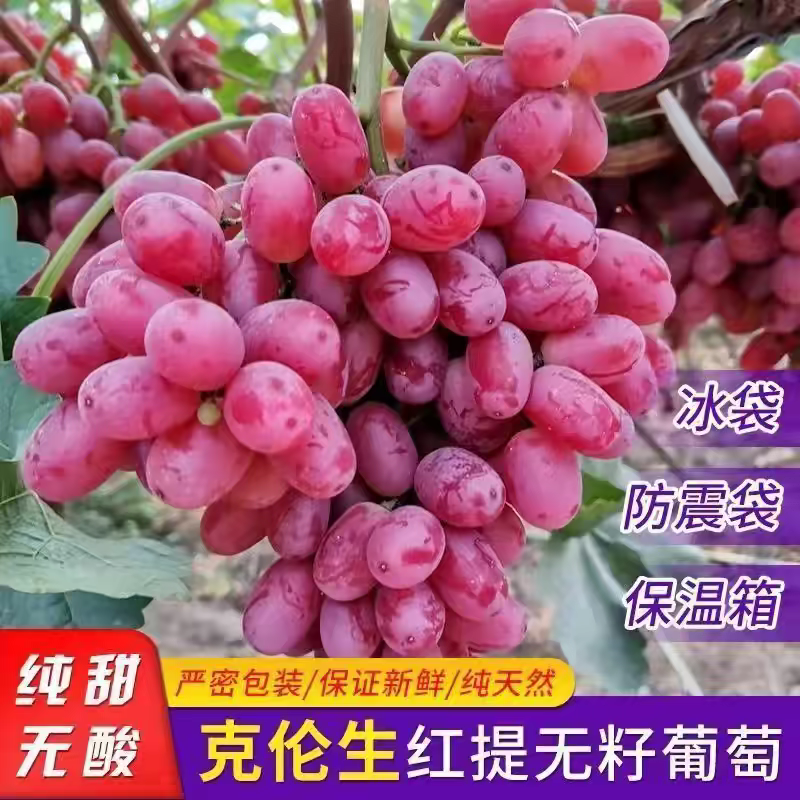 山西红提/克伦生葡萄/运城葡萄/产地批发/欢迎来电