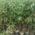 优质一年山桃苗一手货源量大诚信供货欢迎联系