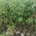 优质一年山桃苗一手货源量大诚信供货欢迎联系