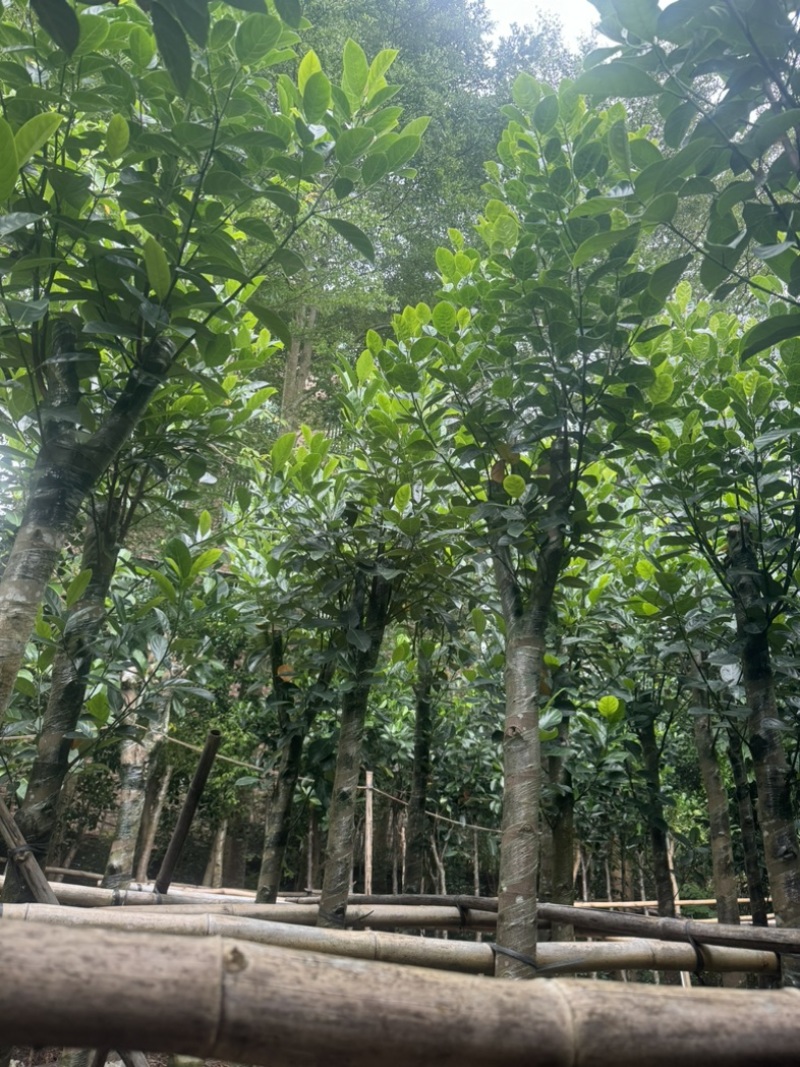 菠萝蜜树5～10公分基地直发规格齐全质量优质