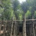 菠萝蜜树5～10公分基地直发规格齐全质量优质
