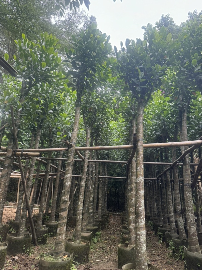菠萝蜜树5～10公分基地直发规格齐全质量优质