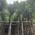 菠萝蜜树5～10公分基地直发规格齐全质量优质
