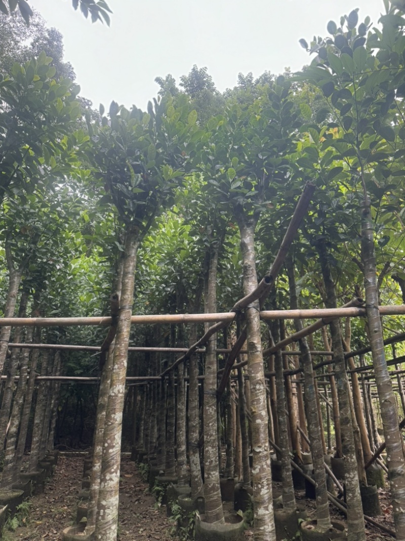 菠萝蜜树5～10公分基地直发规格齐全质量优质