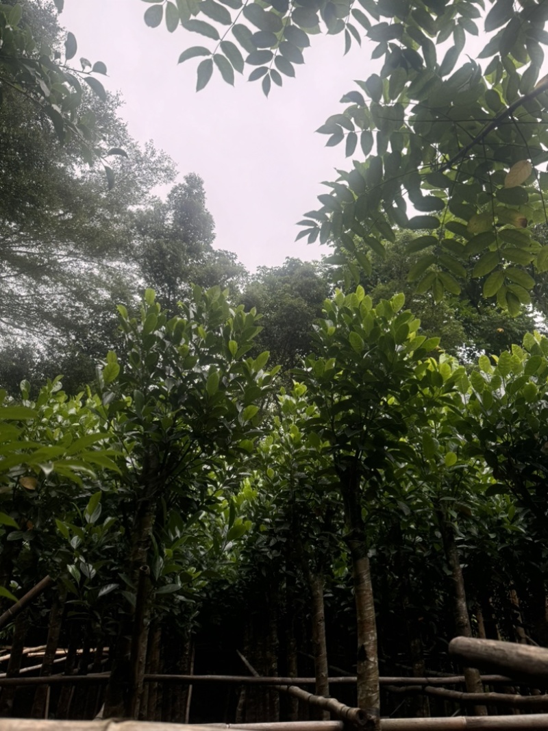 菠萝蜜树5～10公分基地直发规格齐全质量优质