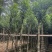 菠萝蜜树5～10公分基地直发规格齐全质量优质