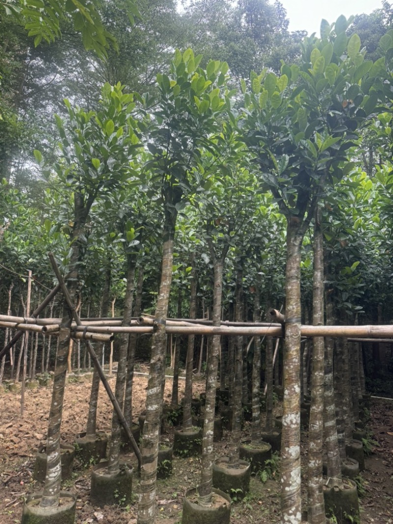 菠萝蜜树5～10公分基地直发规格齐全质量优质