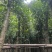 菠萝蜜树5～10公分基地直发规格齐全质量优质