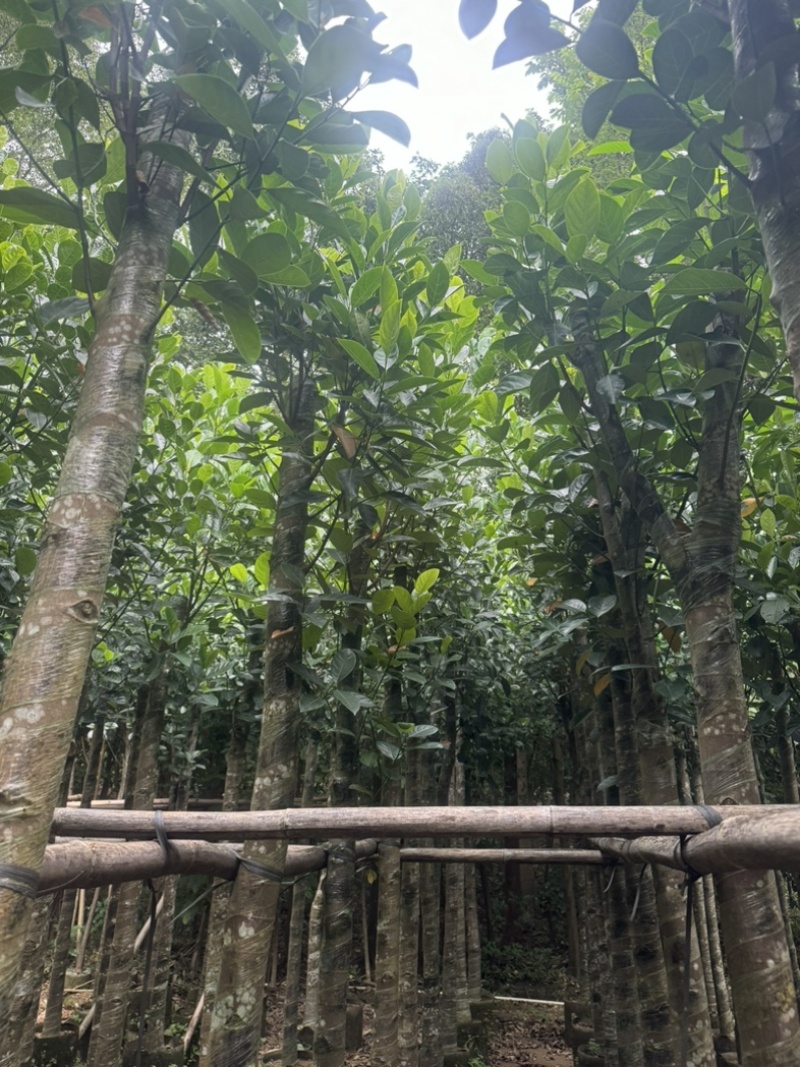 菠萝蜜树5～10公分基地直发规格齐全质量优质