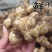 鲜洋姜