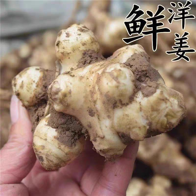 鲜洋姜