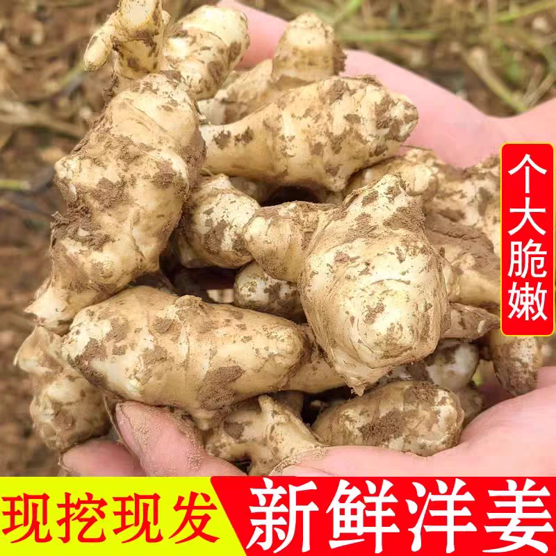 鲜洋姜
