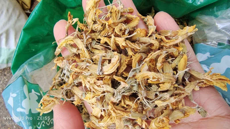 金雀花中药材干货欢迎选购量大优惠