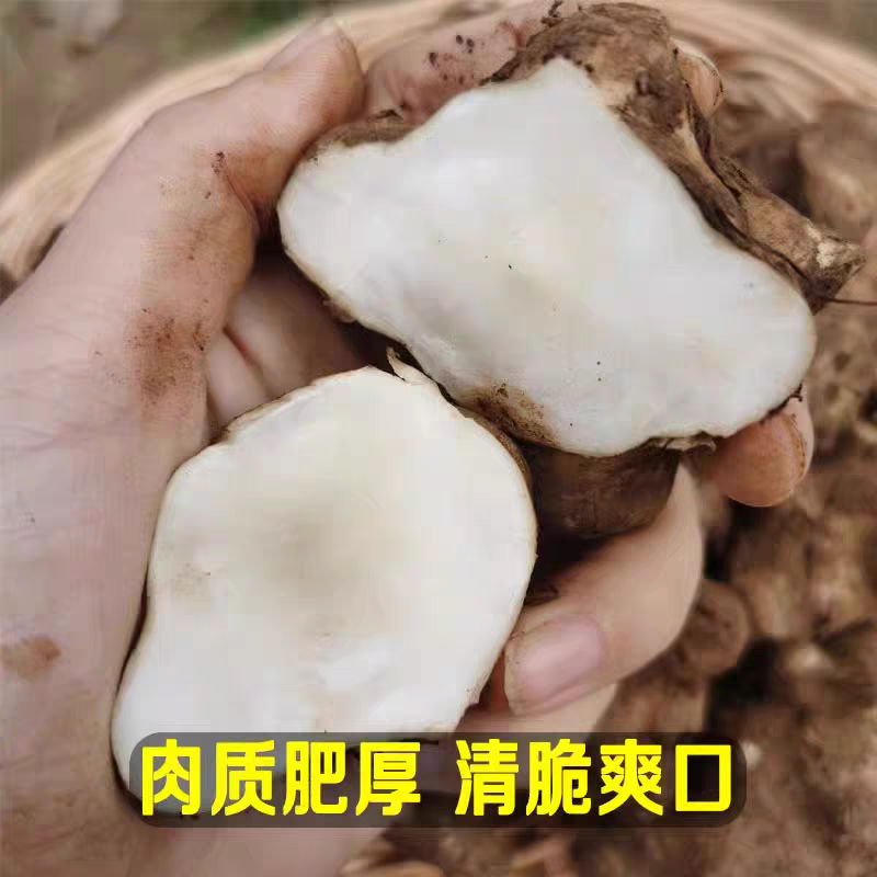 鲜洋姜