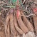 陕北横山区精品旱地红葱大量上市一手货源价格实惠红葱