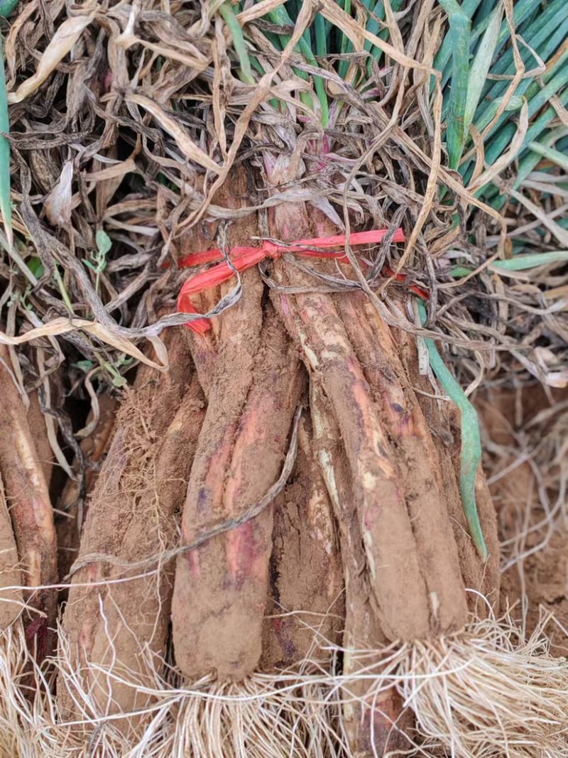 陕北横山区精品旱地红葱大量上市一手货源价格实惠红葱