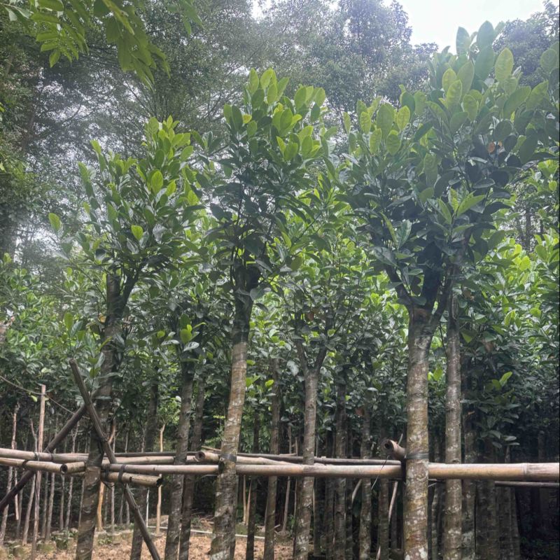 菠萝蜜树5～10公分基地直发规格齐全质量优质