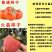 《火葫芦柿子》山西柿子/水晶柿子/产地批发/价格便宜