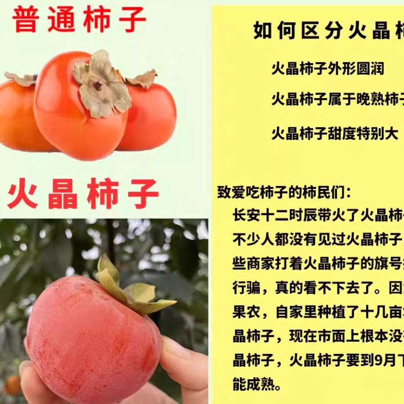 《火葫芦柿子》山西柿子/水晶柿子/产地批发/价格便宜