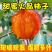 《火葫芦柿子》山西柿子/水晶柿子/产地批发/价格便宜