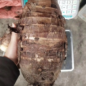 广西桂林荔浦芋头长期供货饭店商超甜品店批发零售