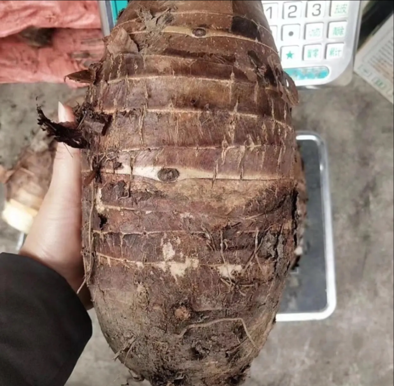 广西桂林荔浦芋头长期供货饭店商超甜品店批发零售
