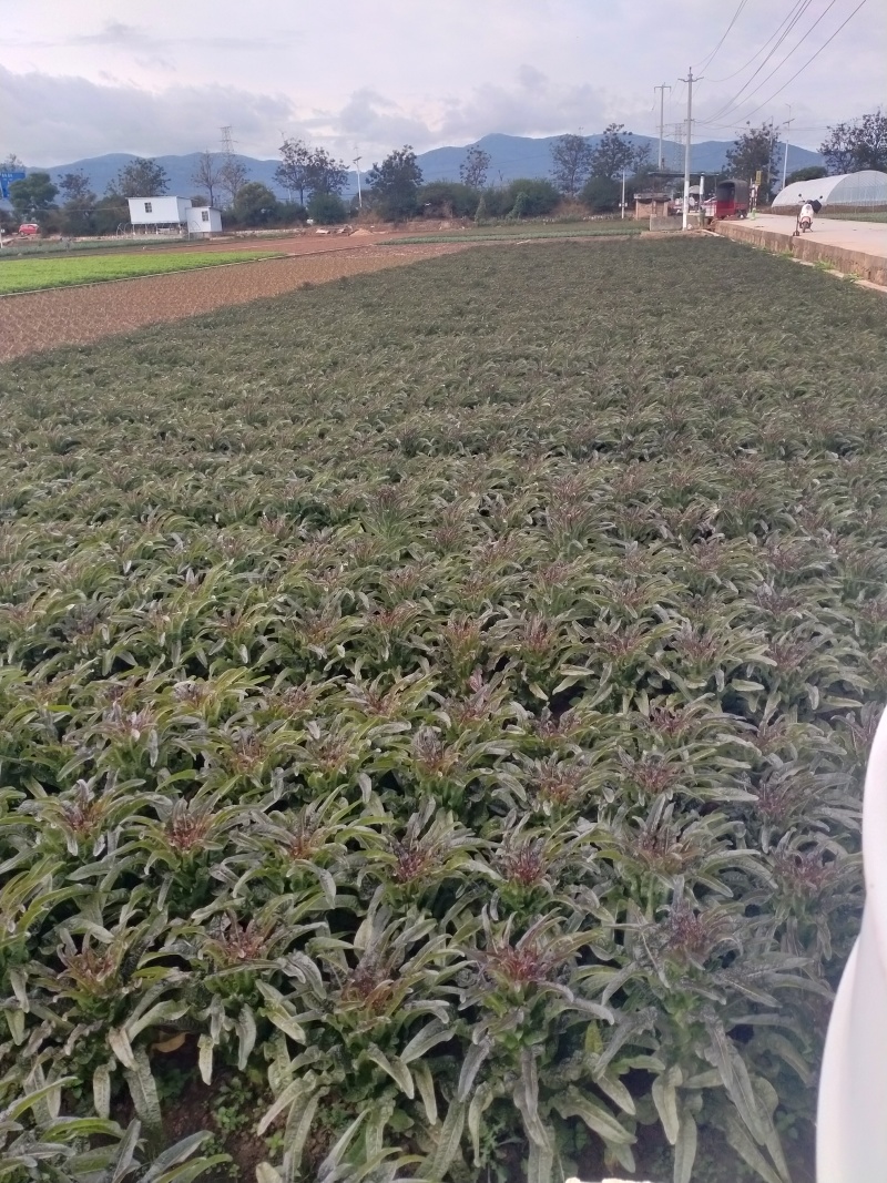 红莴笋产量高品种整齐死苗补发提供免费技术指导