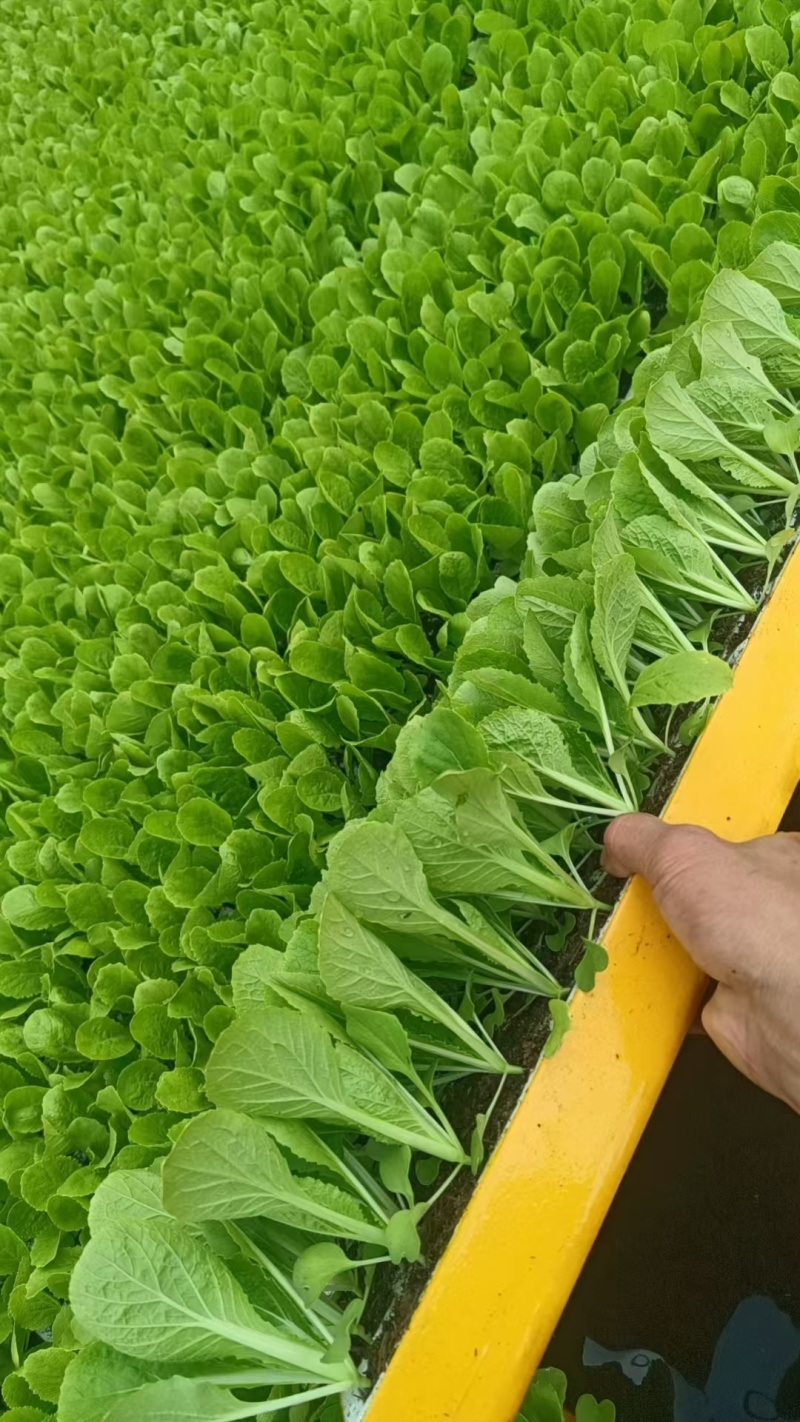 精品白菜苗产量高成活率高死苗补发