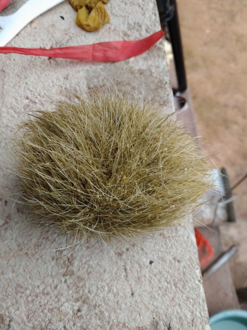 【推荐】猪宝一手货源品质保障可视频看货欢迎致电看货