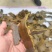 棉籽饼含有机质高，厂家直销，量大从优，保证质量