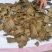棉籽饼含有机质高，厂家直销，量大从优，保证质量