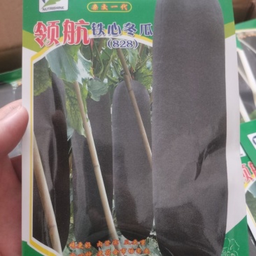 铁心领航828冬瓜种子，包邮，一袋260粒