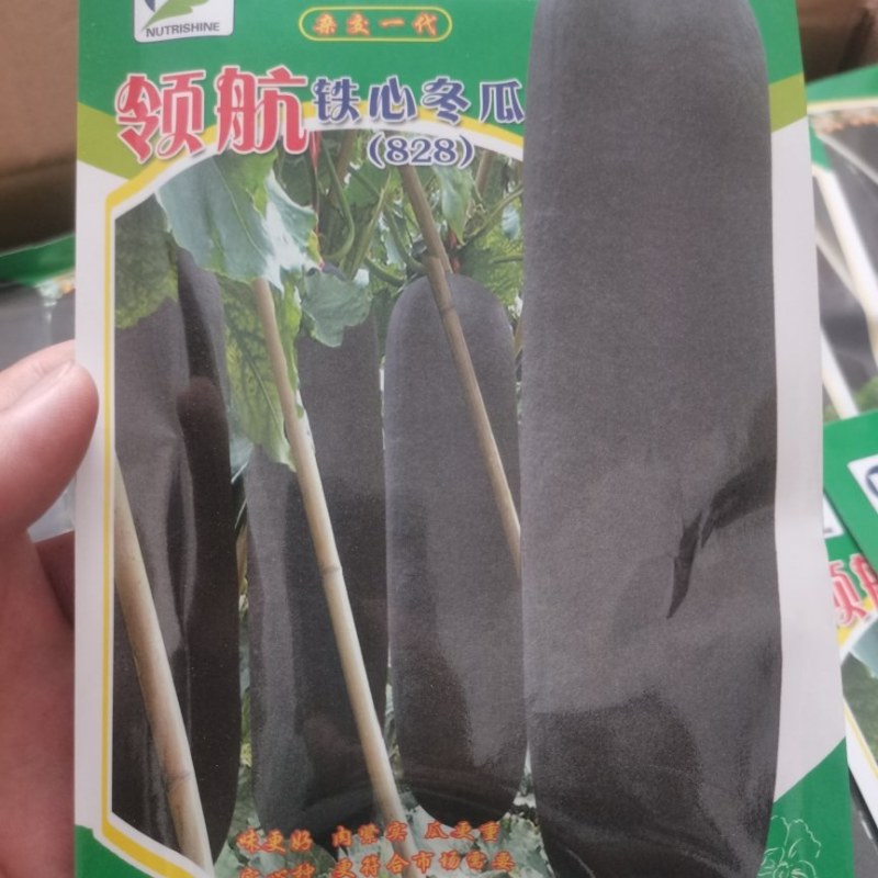 铁心领航828冬瓜种子，包邮，一袋260粒