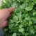 精品大叶香菜大量上市品质保证量大从优一手货源