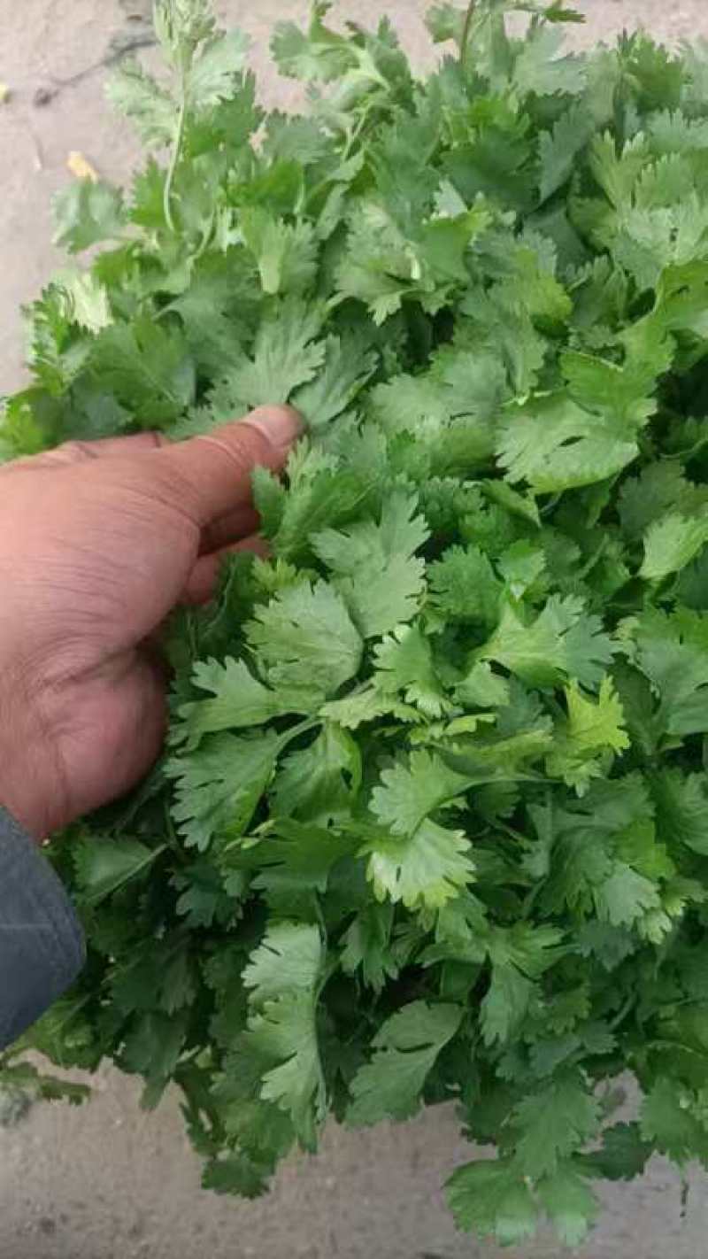 精品大叶香菜大量上市品质保证量大从优一手货源
